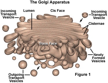 [GolgiApparatus[4].jpg]